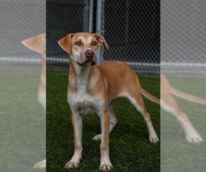 CLARICE - Female Labrador Retriever-Unknown Mix Dog for Adoption - Photo #2