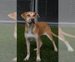 Small #1 Labrador Retriever Mix