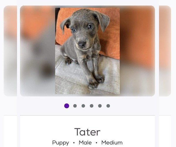 Medium Photo #3 Australian Shepherd-Weimaraner Mix Puppy For Sale in Brooksville, FL, USA