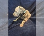Puppy 2 Dalmatian