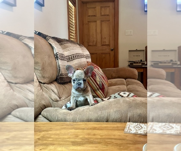 Medium Photo #4 French Bulldog Puppy For Sale in RICHARDS, TX, USA