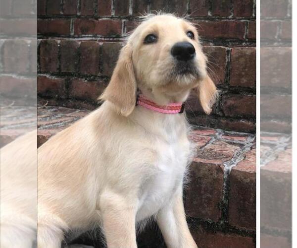Medium Photo #1 Labradoodle Puppy For Sale in CLINTON, TN, USA