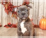 Small Photo #3 Faux Frenchbo Bulldog Puppy For Sale in MOUNT VERNON, OH, USA