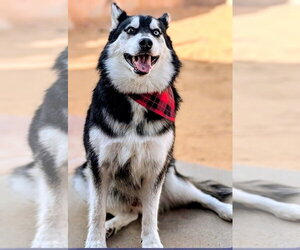 Siberian Husky Dogs for adoption in Pena Blanca, NM, USA