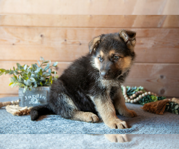 Medium Photo #3 German Shepherd Dog Puppy For Sale in GORDONVILLE, PA, USA