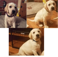Labrador Retriever Puppy for sale in GLASSPORT, PA, USA