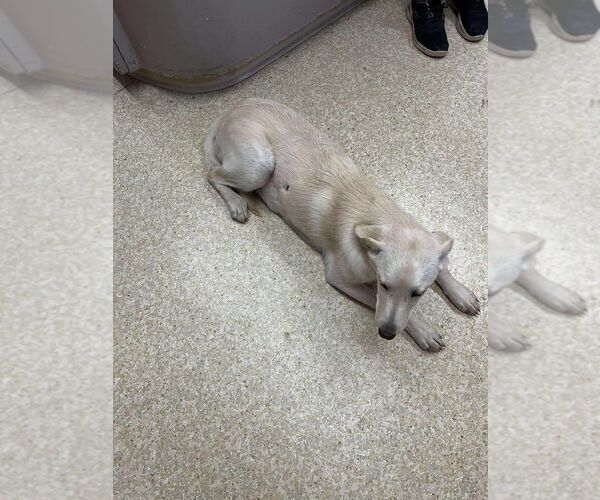 Medium Photo #1 Labrador Retriever-Unknown Mix Puppy For Sale in Calgary, Alberta, Canada