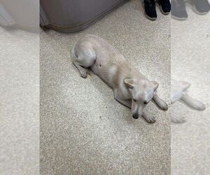 Labrador Retriever-Unknown Mix Dogs for adoption in Calgary, Alberta, Canada