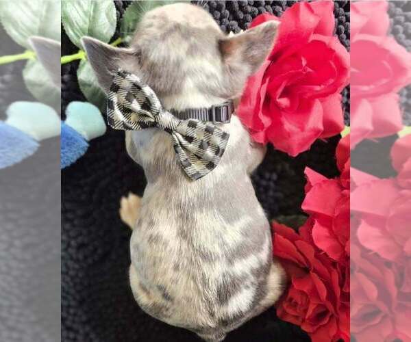 Medium Photo #4 French Bulldog Puppy For Sale in BOSTON, KY, USA
