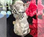 Small #3 French Bulldog