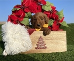 Small Photo #1 Australian Labradoodle Puppy For Sale in PORTERVILLE, CA, USA