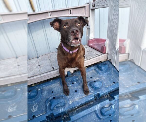 Medium Photo #5 American Pit Bull Terrier-Labrador Retriever Mix Puppy For Sale in Evansville, IN, USA