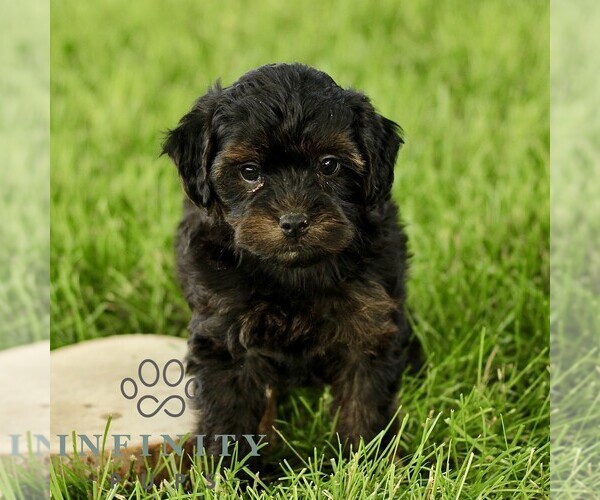 Medium Photo #1 Poovanese Puppy For Sale in RONKS, PA, USA