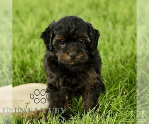 Poovanese Puppy for sale in RONKS, PA, USA