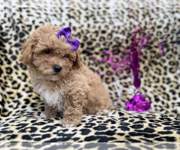 Medium Photo #6 Bichpoo Puppy For Sale in LAKELAND, FL, USA