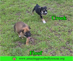Small #4 Black Mouth Cur-Chow Chow Mix