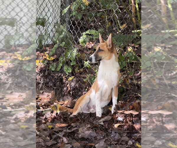 Medium Photo #2 Mutt Puppy For Sale in Elmsford, NY, USA