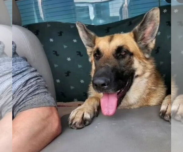 Medium Photo #3 German Shepherd Dog Puppy For Sale in Marina Del Rey, CA, USA