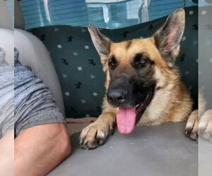 PINE CONE - Female German Shepherd Dog Dog for Adoption - Photo #3