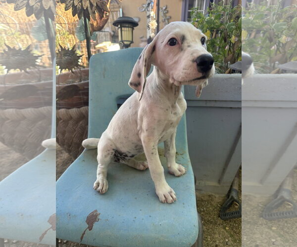 Medium Photo #3 Beagle-Unknown Mix Puppy For Sale in Apple Valley, CA, USA