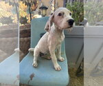 Small Photo #3 Beagle-Unknown Mix Puppy For Sale in Apple Valley, CA, USA