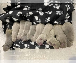 French Bulldog Puppy for sale in PALM BCH GDNS, FL, USA