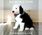 Small Photo #6 Sheepadoodle Puppy For Sale in SEYMOUR, MO, USA