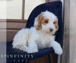 Small Photo #4 Goldendoodle Puppy For Sale in NARVON, PA, USA