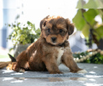 Small #1 Shorkie Tzu