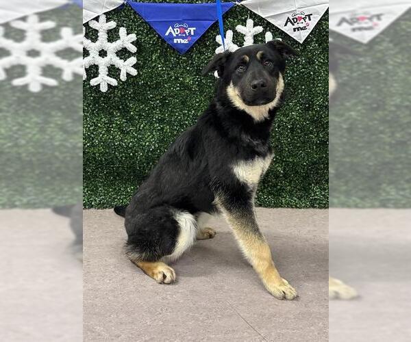 Medium Photo #1 Shepweiller Puppy For Sale in Grasswood, Saskatchewan, Canada