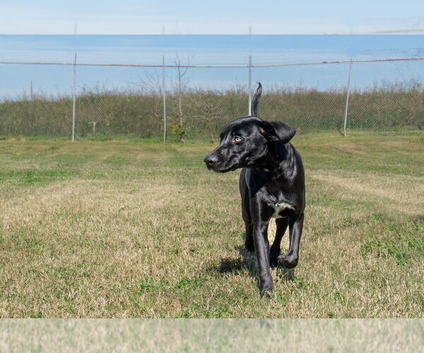 Medium Photo #3 Mutt Puppy For Sale in Abbeville, LA, USA