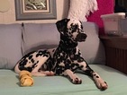 Small Photo #1 Dalmatian Puppy For Sale in GALENA, MO, USA
