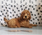 Small #2 Goldendoodle