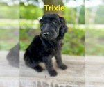 Puppy Trixie Aussiedoodle-Poodle (Standard) Mix