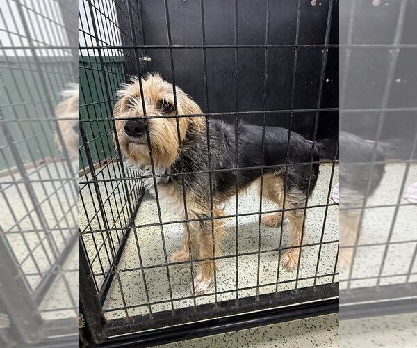 Medium Photo #2 Mutt Puppy For Sale in Osgood, IN, USA