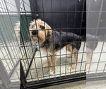 Small #1 Mutt