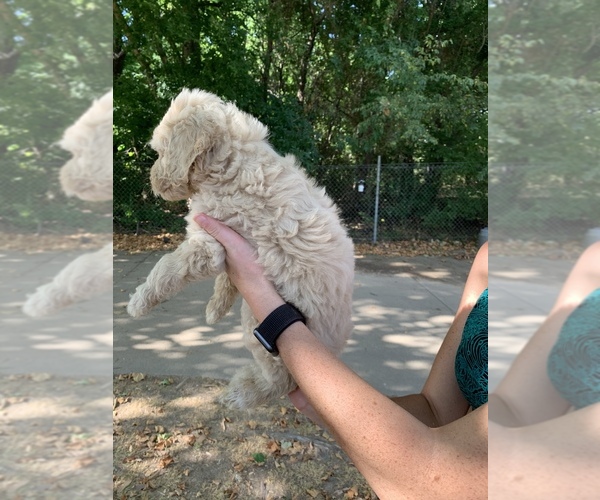 Medium Photo #10 Goldendoodle Puppy For Sale in BRKN ARW, OK, USA