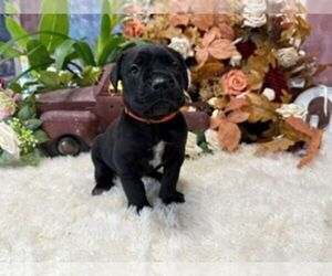 Cane Corso Puppy for sale in OOLOGAH, OK, USA
