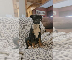 Great Dane Dogs for adoption in FRAMINGHAM, MA, USA