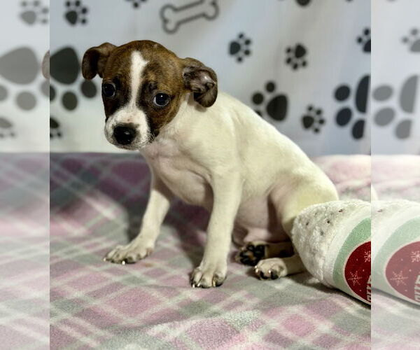 Medium Photo #1 Jack Russell Terrier-Unknown Mix Puppy For Sale in SHERBURNE, NY, USA