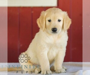 Golden Retriever Puppy for sale in MANHEIM, PA, USA
