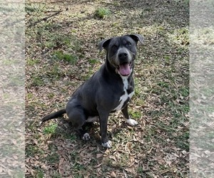 Cooper - Male American Staffordshire Terrier-Labrador Retriever Mix Dog for Adoption - Photo #23