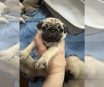 Small #4 Pug