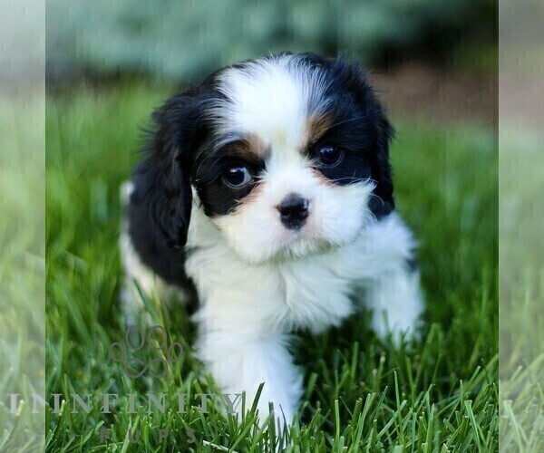 Medium Photo #5 Cavalier King Charles Spaniel Puppy For Sale in CHRISTIANA, PA, USA