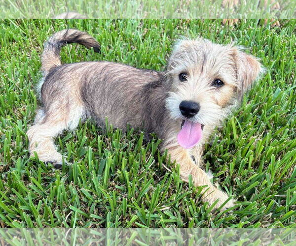 Medium Photo #2 Cairn Terrier-Unknown Mix Puppy For Sale in Princeton, MN, USA