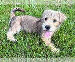 Small #1 Cairn Terrier Mix