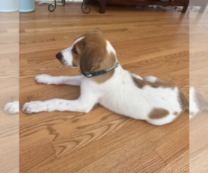 Collie-Unknown Mix Dogs for adoption in Rockville, MD, USA