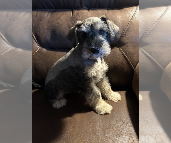 Medium Photo #1 Schnauzer (Miniature) Puppy For Sale in SILER CITY, NC, USA