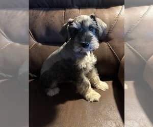 Schnauzer (Miniature) Puppy for sale in SILER CITY, NC, USA