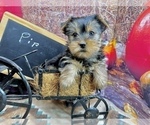 Small #3 Yorkshire Terrier